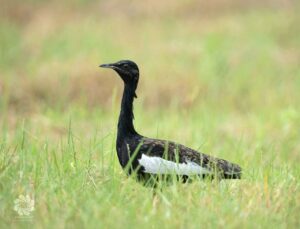 ឈ្មោះសត្វស្លាប÷ សត្វខ្សឹបជាប្រភេទសត្វកម្រ និងជិតផុតពូជជាសកល។  វាមានចំនួនសរុបមិនដល់ ១០០០ក្បាលទេ នៅទូទាំងពិភពលោក។ សត្វខ្សឹបមានវត្តមាននៅតែបីប្រទេសប៉ុណ្ណោះលើពិភពលោក រួមមាន÷ កម្ពុជា ឥណ្ឌា និងនេប៉ាល់។