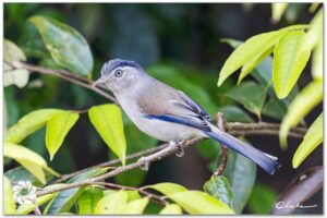 ឈ្មោះសត្វស្លាប÷ ចាបភ្នំស្លាបខៀវ Blue-winged Minla (Actinodura cyanouroptera) ទីតាំងថត÷ ភ្នំឪរ៉ាល់