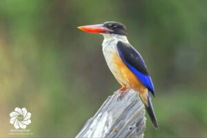 ឈ្មោះសត្វស្លាប÷ កដបក្បាលខ្មៅ – Black-capped Kingfisher