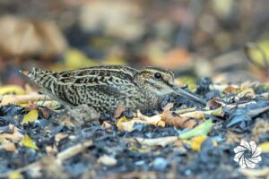 ពេលយើងឃើញសត្វក្រាបពួន យើងអាចគិតថាសត្វខ្លាច តែពេលខ្លះមិនមែនវាខ្លាចទេ គឺវាទុកចិត្តលើសមត្ថភាពបន្លំខ្លួនរបស់វា ជាមួយបរិស្ថានជុំវិញខ្លួនវា។ តែខ្លាំងអីជាងភ្នែកជាងថត