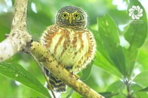 ឈ្មោះសត្វស្លាប÷ មៀមតូចភ្នែកបួន – Collared Owlet