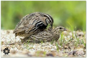 ឈ្មោះសត្វស្លាប÷ ក្រួចទ្រូងខ្មៅ Rain Quail (Coturnix coromandelica) ទីតាំងថត÷ ជាយក្រុងភ្នំពេញ។