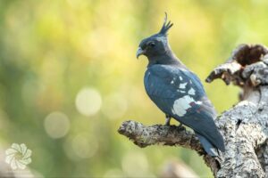 ឈ្មោះសត្វស្លាប÷ ស្ទាំងកំប៉ោយខ្មៅ ស (Black Baza)