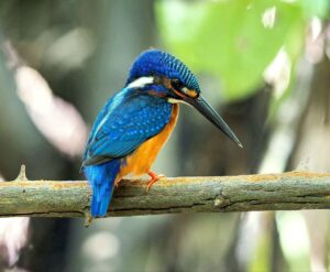 ឈ្មោះសត្វស្លាប÷ ចចាតត្រចៀកខៀវ (ញី និង ឈ្មោល)- Blue-eared Kingfisher (Alcedo meninting) ទីតាំងថត÷ ជាយក្រុងភ្នំពេញ