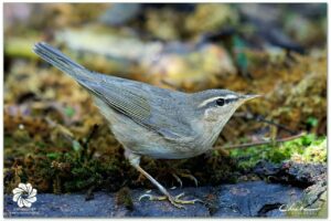 ឈ្មោះសត្វស្លាប÷ ចាបស្លឹកតូចច្រែះ Dusky Warbler (Phylloscopus fuscatus)