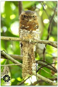 ឈ្មោះសត្វស្លាប÷ ពព្លាក់មាត់កង្កែប Blyth’s Frogmouth (Batrachostomus affinis) ទីតាំងថត៖ ខេត្តសៀមរាប