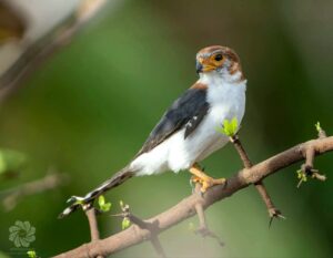 ឈ្មោះសត្វស្លាប÷ ស្ទាំងតូចចុងខ្នងស (White-rumped Falcon, Neohierax insignis) ជាសត្វស្លាបស្រស់ស្អាត និងជាសត្វគោលដៅសម្រាប់អ្នកមើល និងអ្នកថតសត្វស្លាបនានា។ វាមានវត្តមានតាមតំបន់ព្រៃរបោះក្នុងព្រះរាជាណាចក្រកម្ពុជា