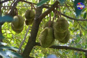 ក្រសួងកសិកម្ម រុក្ខាប្រមាញ់ និងនេសាទ ចេញសេចក្តីប្រកាសព័ត៌មាន ដោយបញ្ជាក់ពីការអនុញ្ញាតឱ្យមានការនាំចេញ ផ្លែទុរេនស្រស់ពីកម្ពុជា ទៅកាន់ប្រទេសចិន ពីសំណាក់អគ្គរដ្ឋបាលគយចិន