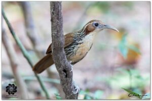 ចាបព្រៃធំចំពុះកោង Large Scimitar-Babbler (Erythrogenys hypoleucos)