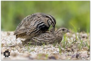 ក្រួចទ្រូងខ្មៅ Rain Quail (Coturnix coromandelica)