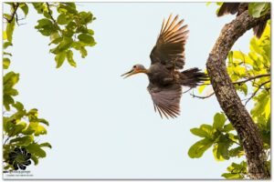 ត្រសេះដំរី Great Slaty Woodpecker （Mulleripicus pulverulentus）
