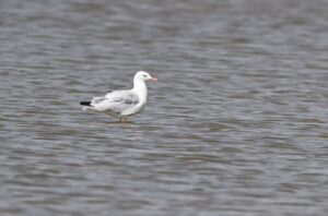 សត្វស្លាបឈ្មោះ៖ នាងនួនចំពុះវែង (Slender-billed Gull) ត្រូវបានកត់ត្រាលើកទី ២ (ខែកក្កដា ឆ្នាំ២០២៥) ក្នុងខេត្តកំពត សម្រាប់កម្ពុជា បន្ទាប់ពីបានកត់ត្រាលើកទី ១ ក្នុងខែមីនា ឆ្នាំ២០១២ នៅខេត្តស្ទឹងត្រែង។